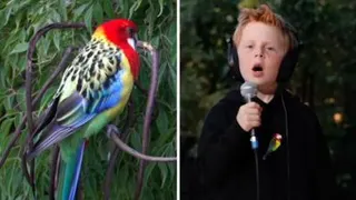 A composite image of an Eastern Rosella and a little boy singing
