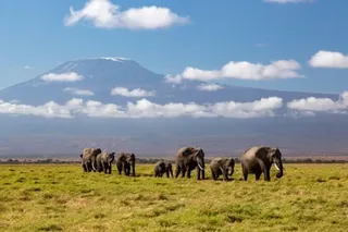 A herd of elephants walks across green grassland with Mount Kilimanjaro rising behind clouds