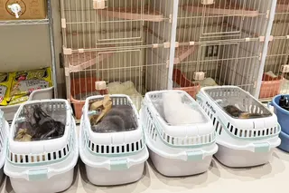 Animals rescued from a cat cafe in Aeon Mall Kumamoto are given shelter at a MOFF facility in Hiroshima on Thursday. Photo: MOFF/AFP