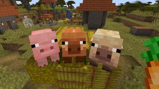 A screenshot showing Minecraft's three pig variants, including the new warm pig and cold pig.