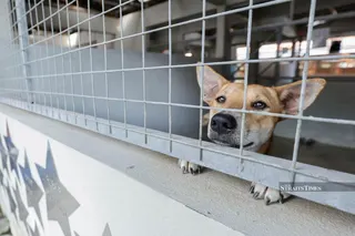 The death of a dog named Rocky in Klang has highlighted the need to review existing procedures for managing stray animals to ensure enforcement operations are carried out more humanely and systematically. NSTP File pic