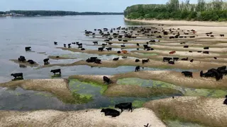 前景中，幾十頭黑牛和棕牛在裸露的、滿是淤泥和藻類的河床上乘涼。背景中可以看到一條寬闊但水位較低的河流。