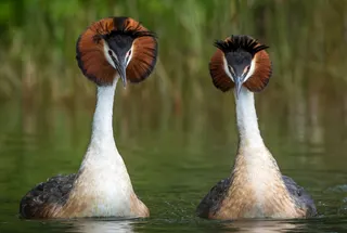 As of yesterday, authorities have reported there are 231 confirmed or presumed positive detections of H5 bird flu in Australia. — Leanne Buchan/Leanne Buchan Photography handout pic via AFPF