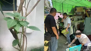 老翁误将曼陀罗当草药煮水 妻昏迷儿子现幻觉要抓老鼠