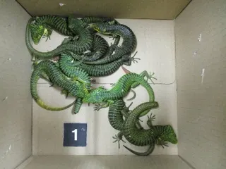 Mexican alligator lizards seized by Tokyo Customs from a Mexican man who attempted to smuggle them into Japan on Saturday through Haneda Airport