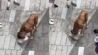 香港大型犬街上咬死两只狗 狗主人被捕