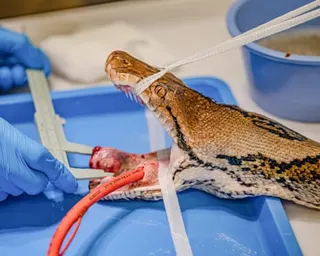 Closeup of the snake during the surgery