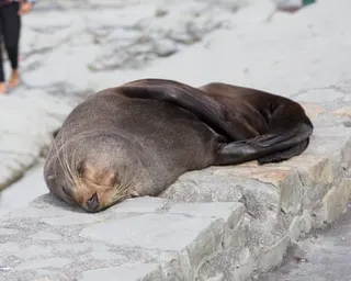 A fur seal, similar to this one seen sleeping in New Zealand, is the first confirmed mammal death from the deadly H5 bird flu strain on the Australian mainland
