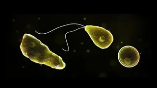 Louisiana girl, 8, dies after contracting deadly brain-eating amoeba