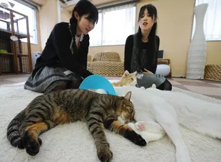 2012年2月23日，日本青少年在东京一家“猫咖啡馆”里近距离接触猫咪。（图取自法新社档案照）