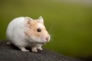 File picture of hamster for illustration purposes only. Police in Japan said Tuesday they had arrested a man over the killing of 30 hamsters at a hotel, weeks after he was detained for stomping to death 20 others. — Pexels.com pic