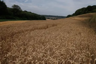 PETHAM, ENGLAND - AUGUST 04: Milling Wheat in a field in Kent on August 04, 2026 in Petham, United Kingdon. The UK's National Farmers' Union (NFU) has warned that Britain could face food shortages amid record low rainfall and exceptionally high temperatures this growing season. Half of England and all of Wales have been officially declared in drought, as a fourth heatwave takes its toll on parts of the country. The NFU has urged the government to offer farmers tax breaks to build water storage s