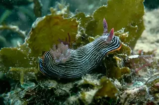 A nudibranch in the waters of Pulau Hantu.